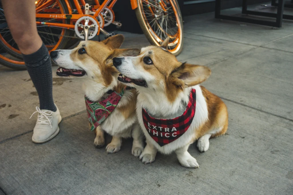 dog biting lead