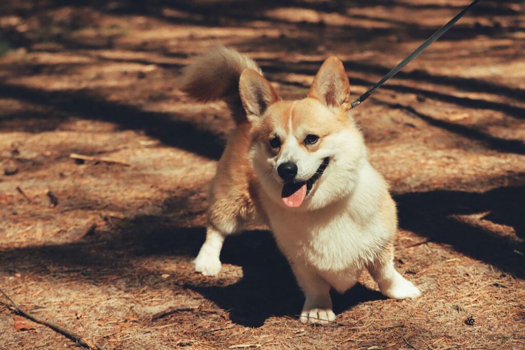 dog bites on leash