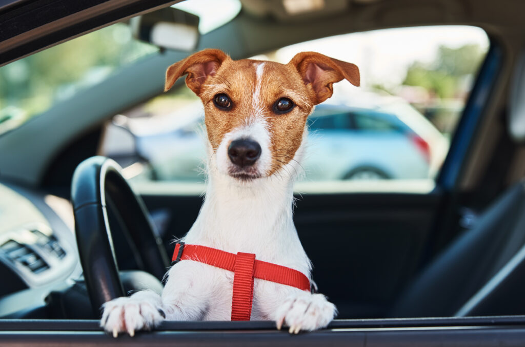 secure a dog in a car with his leash​