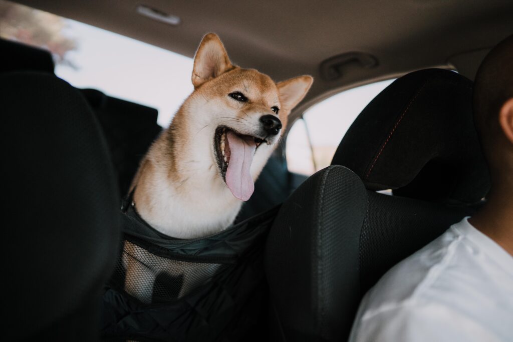 Training Your Dog to Associate the Car with Positive Experiences