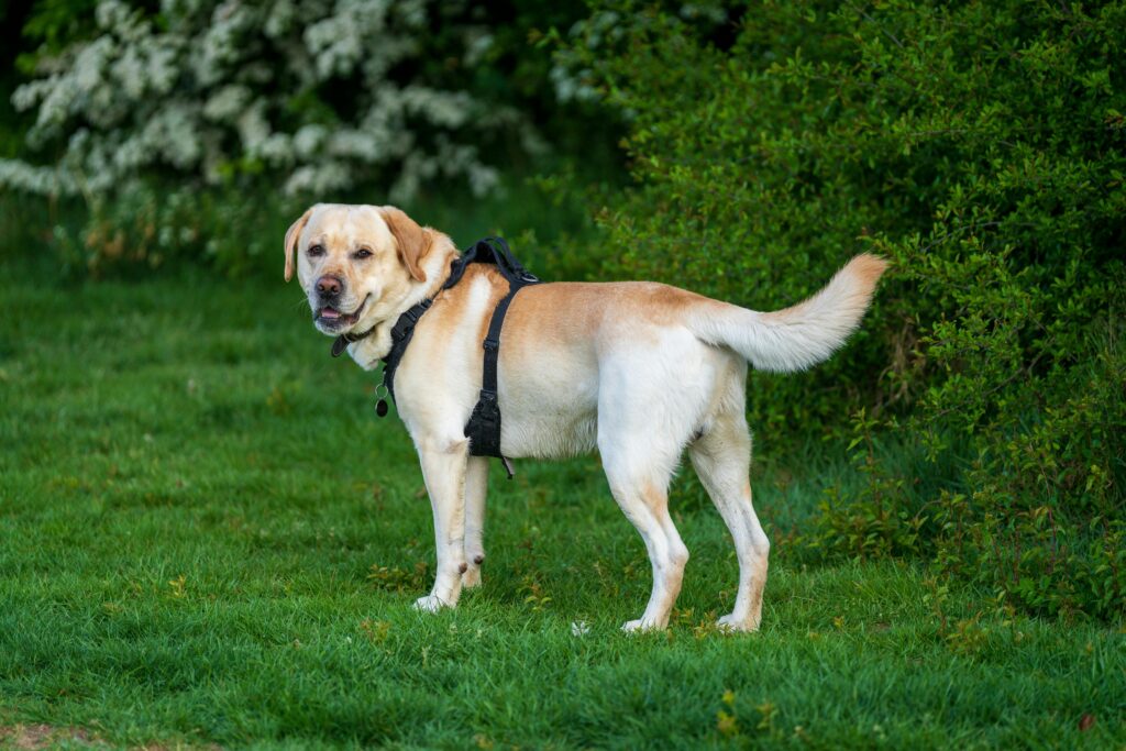 off-leash dog rules