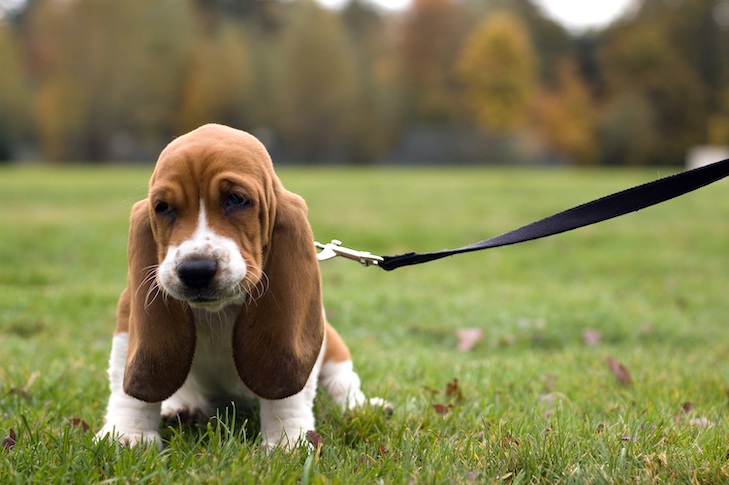 puppy training with leash indoors