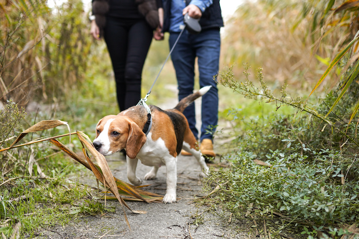 The Best Chew Proof Retractable Leashes for Dogs