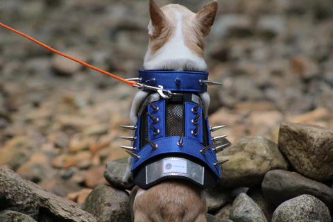 Best Spiked Dog Leashes: Benefits & Buying Guide
