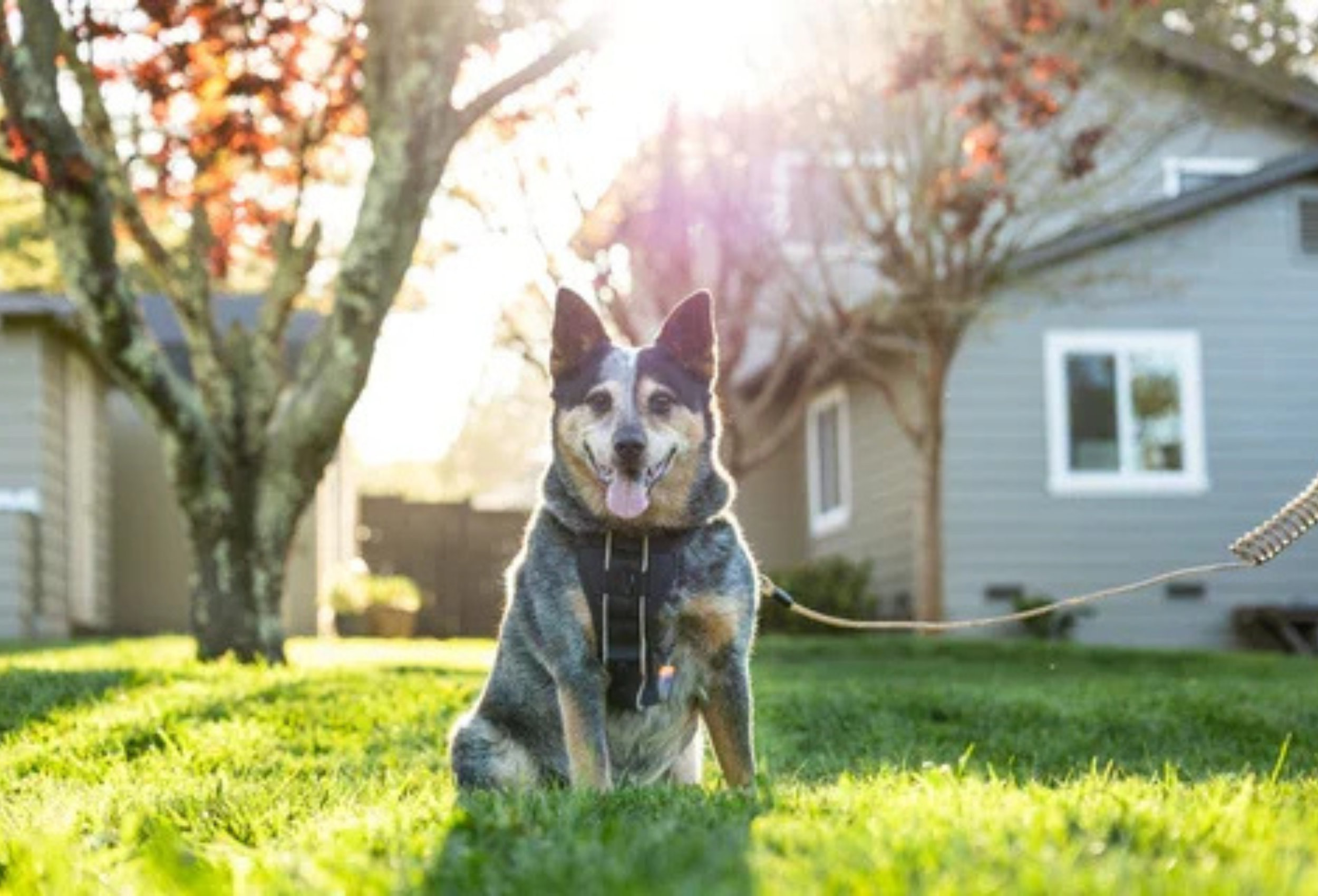 Cable Dog Leash Guide: Strongest Leash for Your Dog?