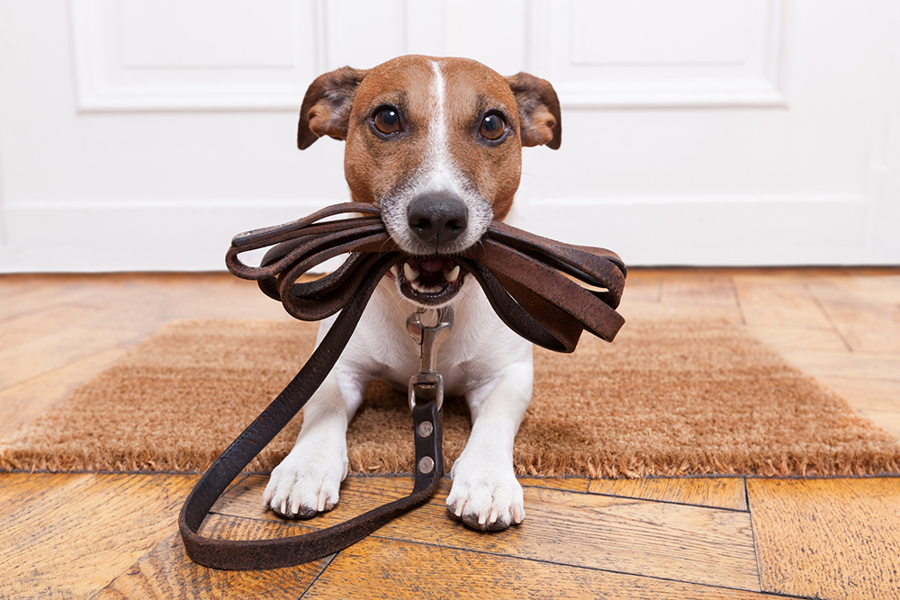 10 Best Leather Leashes For Dogs 2025