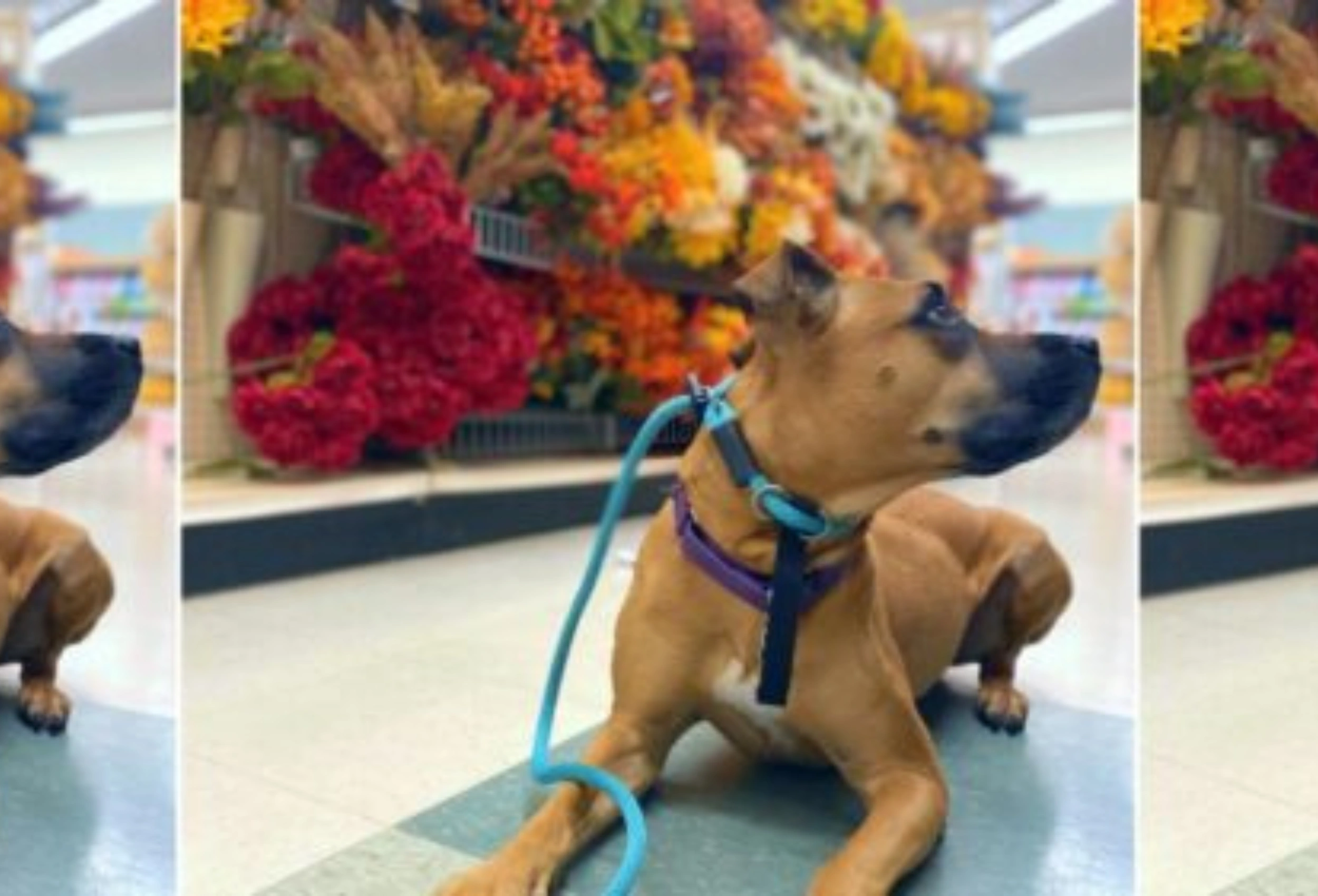 Explore The Best Slip Leash for Dogs 2025