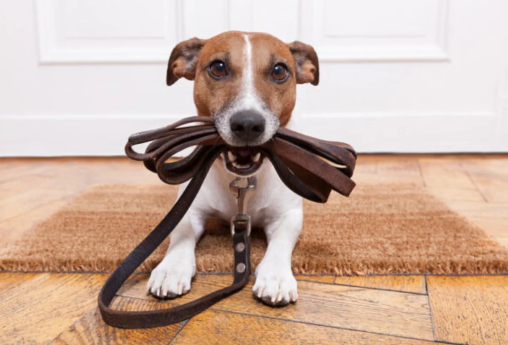 Best Leather Leashes For Dogs