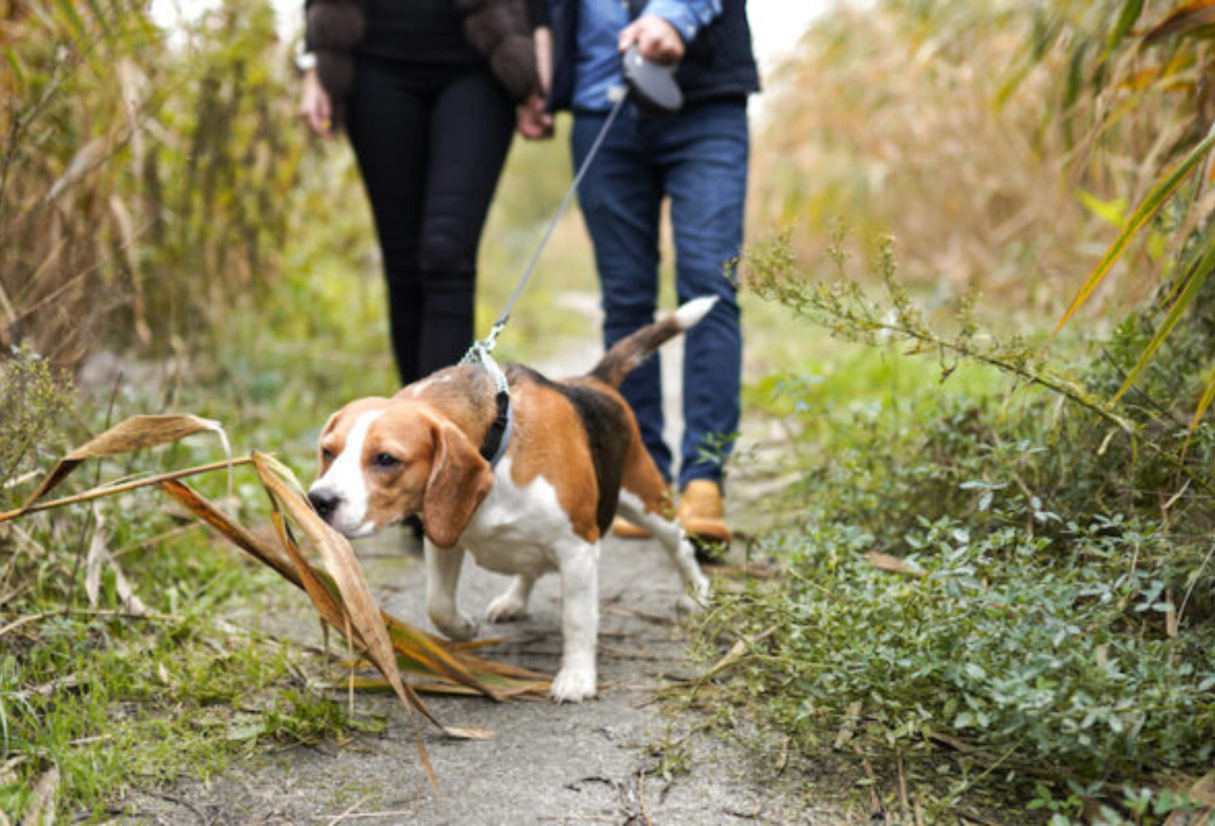 The Best Chew Proof Retractable Leashes for Dogs