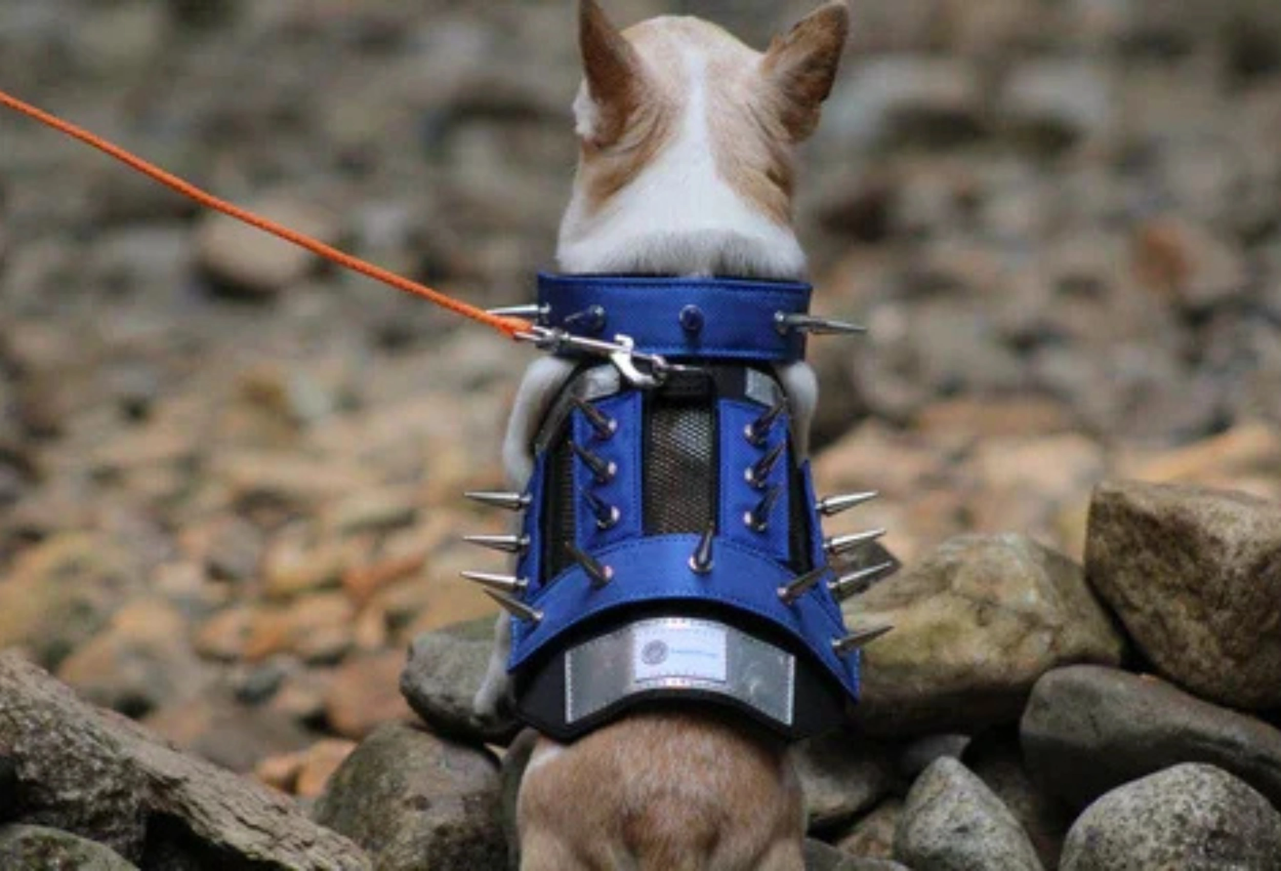 Best Spiked Dog Leashes: Benefits & Buying Guide