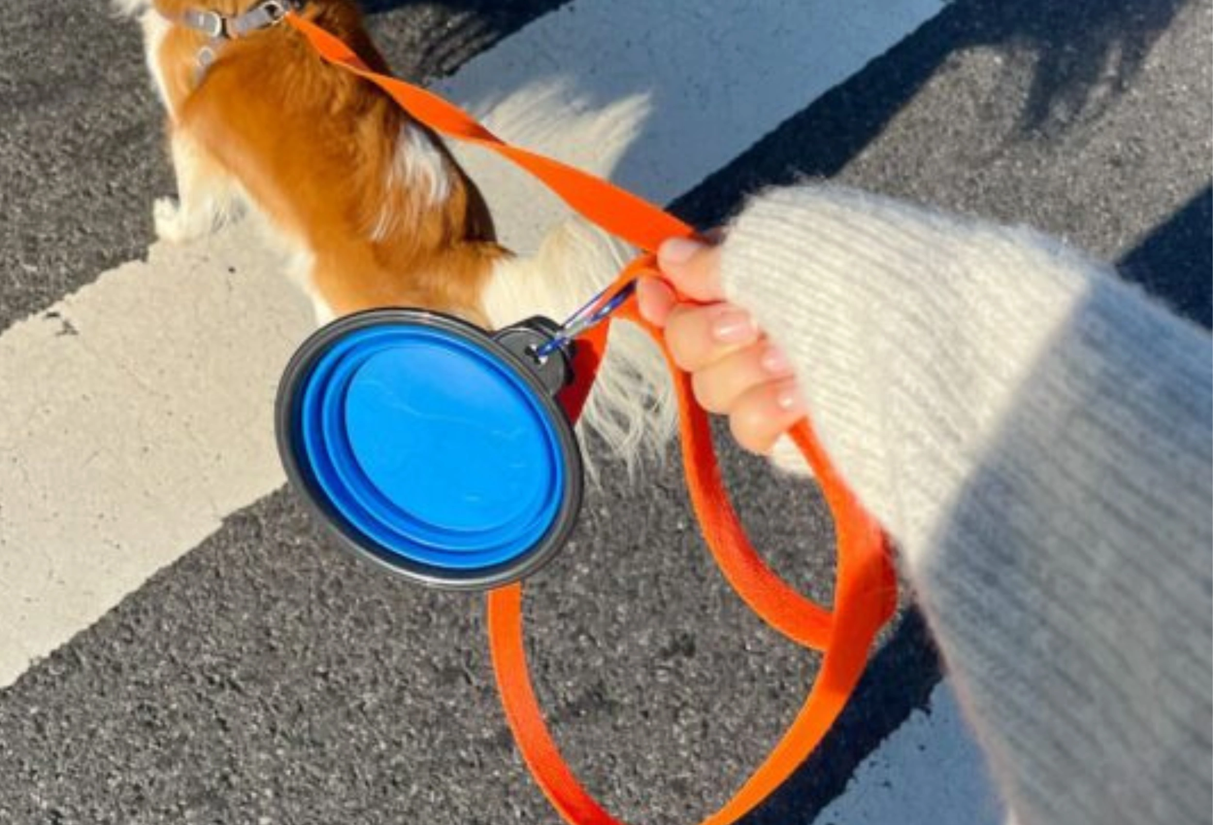 10 Best Dog Smart Leash Picks in 2025