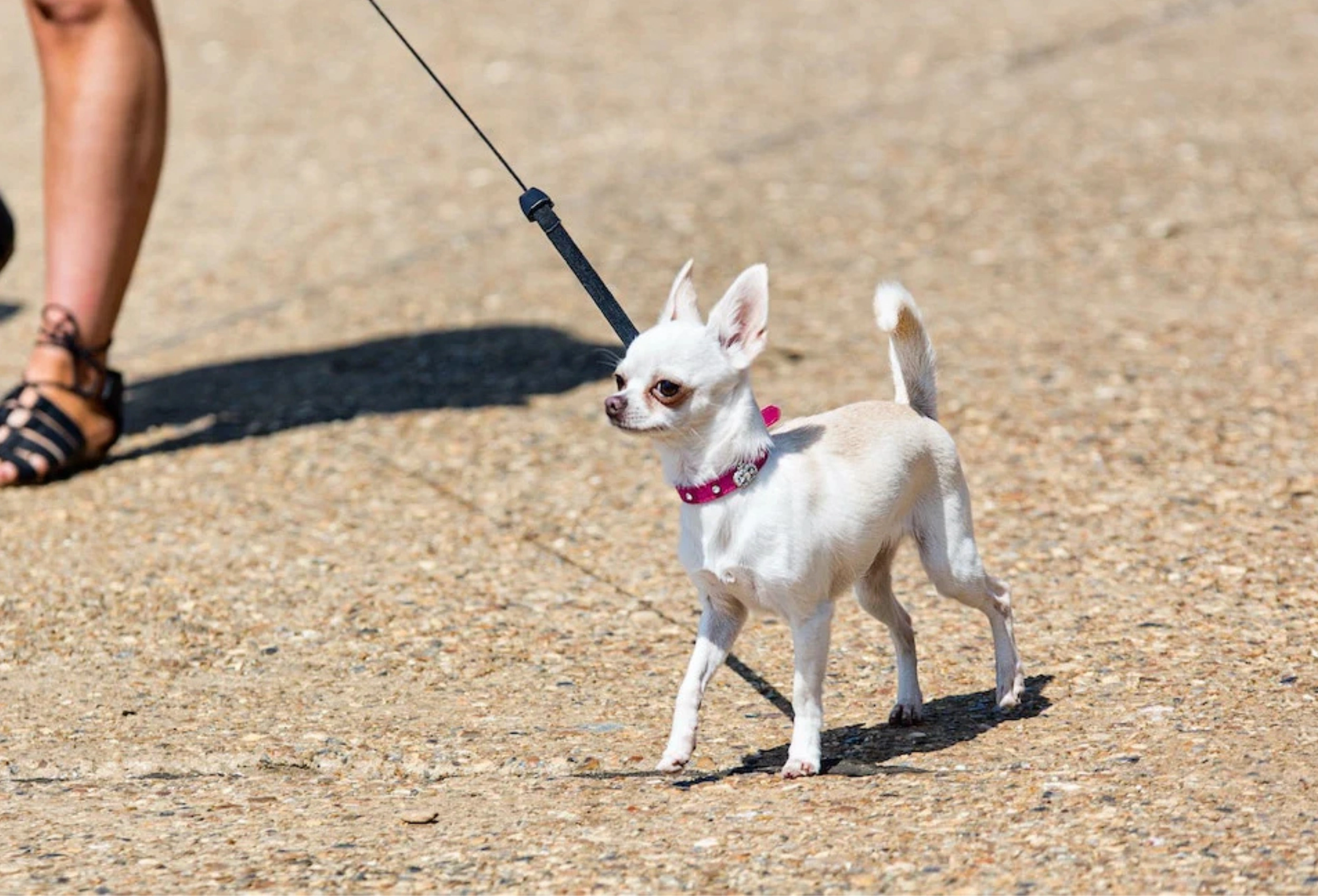How Long to Keep Puppy on Leash Indoors Guide