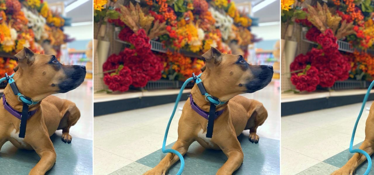 Explore The Best Slip Leash for Dogs 2025