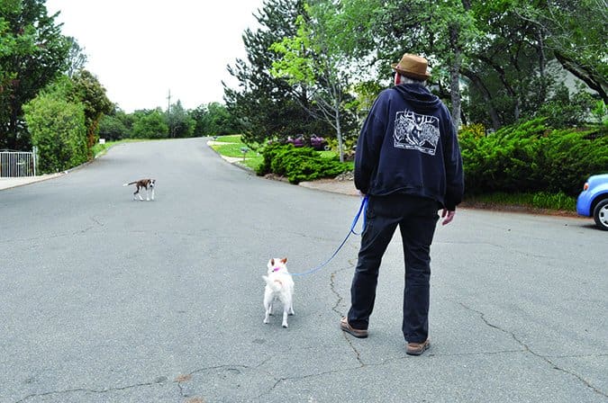 Dog Slips Out of Harness? Easy Fixes to Keep Your Pup Safe