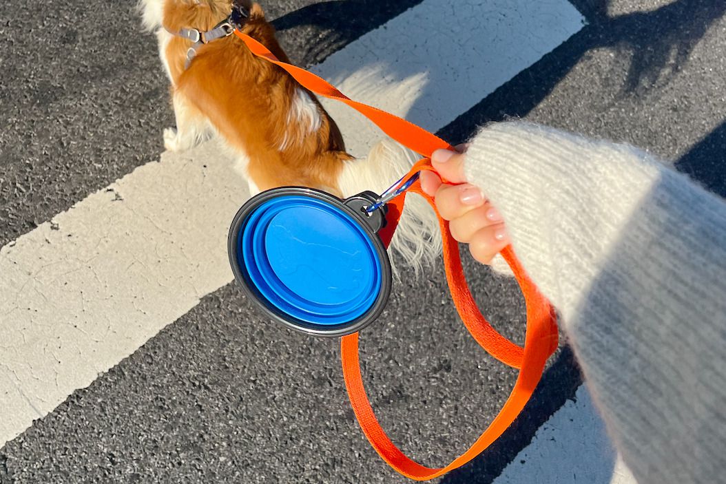 10 Best Dog Smart Leash Picks in 2025