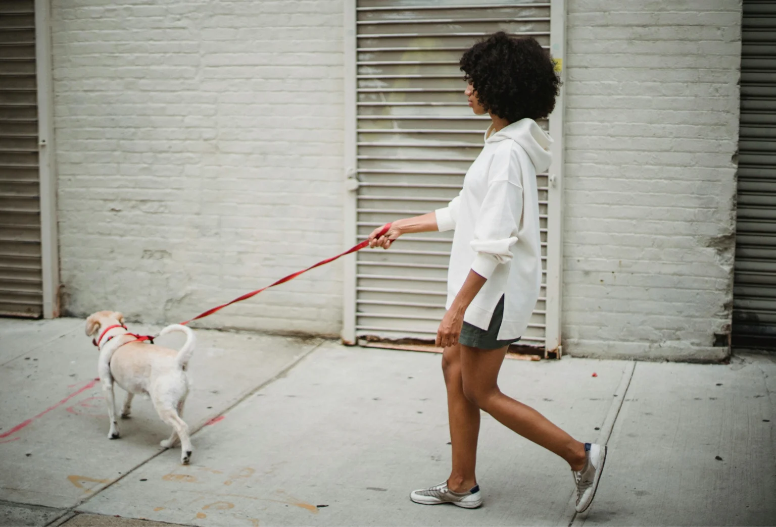 How to Use a Body Leash for Small Dogs: Full Beginner Guide