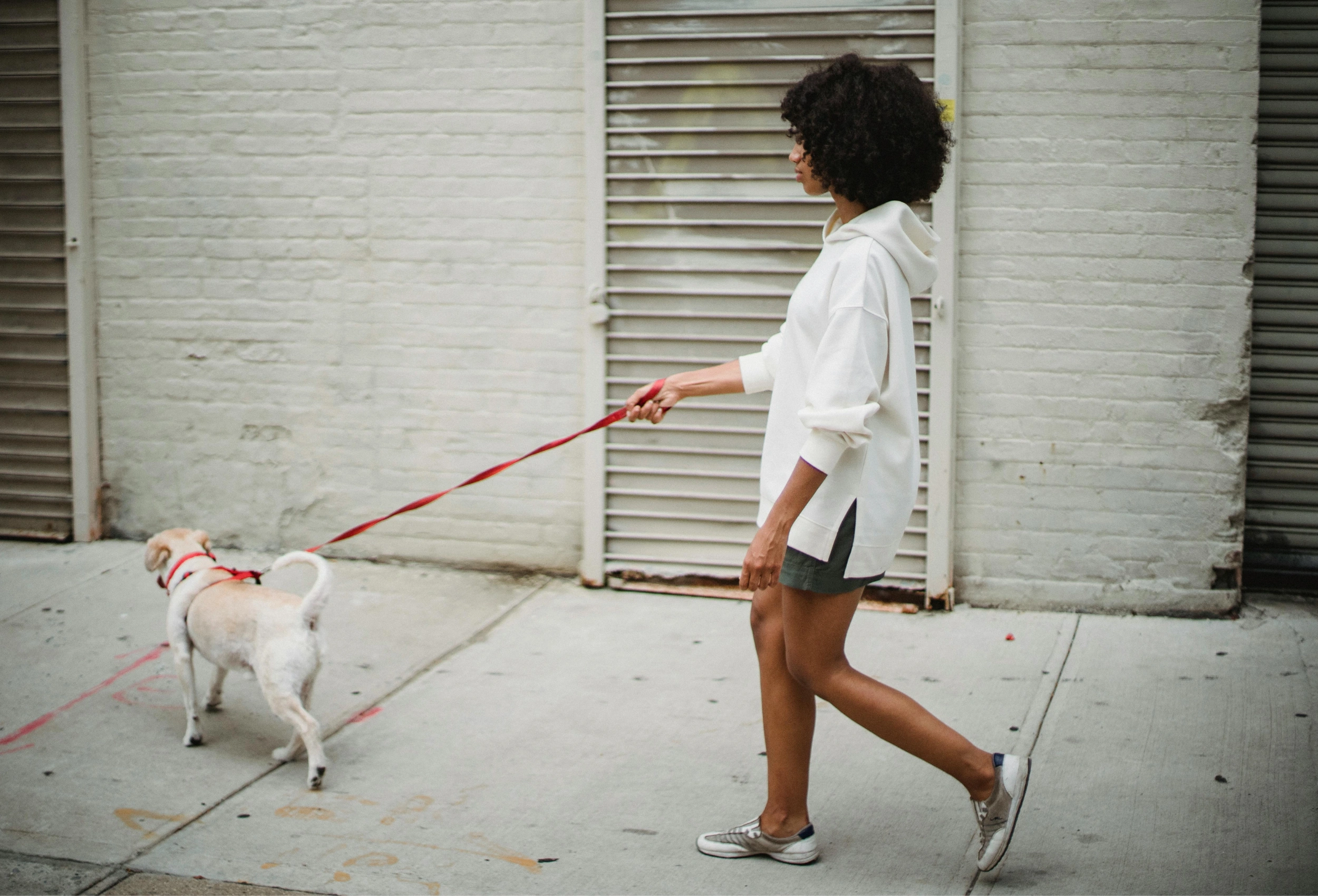 How to Use a Body Leash for Small Dogs: Full Beginner Guide