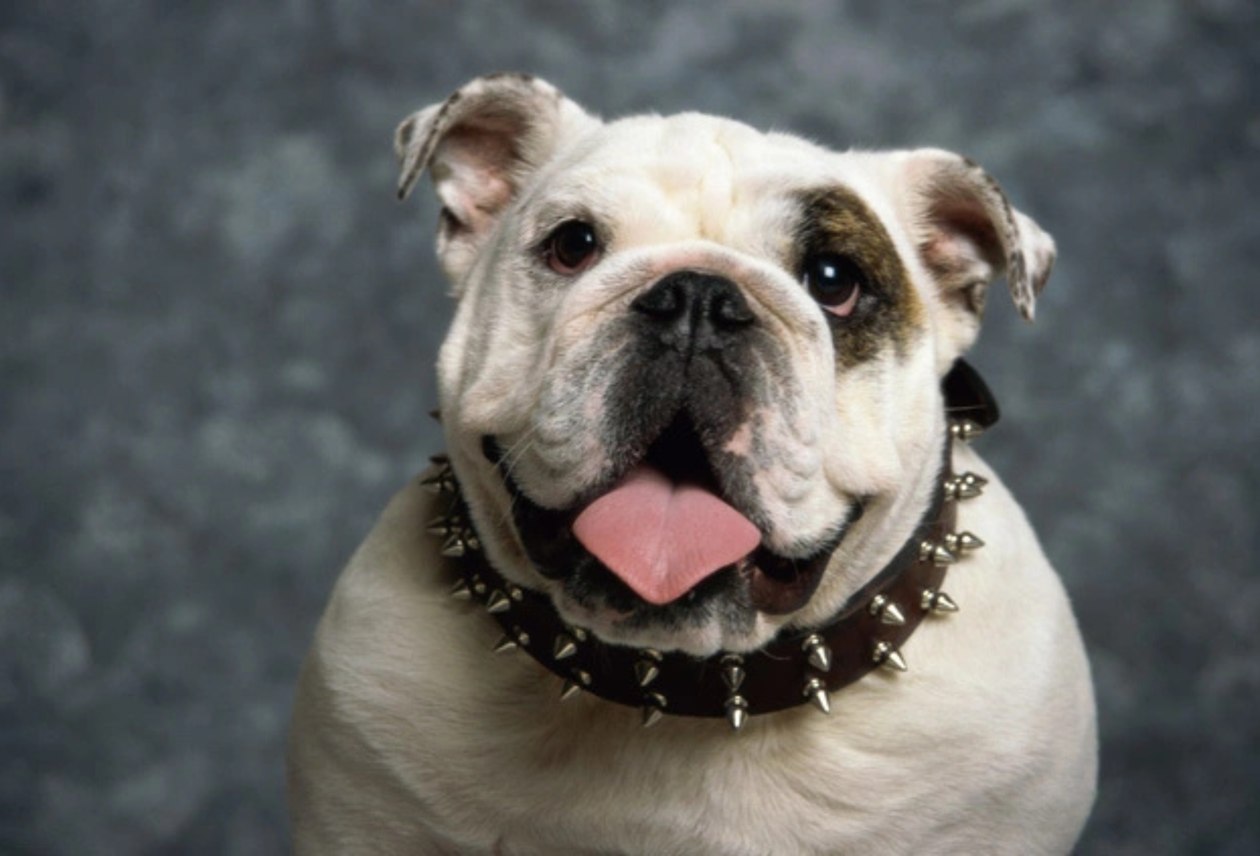 Why Choose a Spiked Dog Leash? Benefits, Tips & Guide