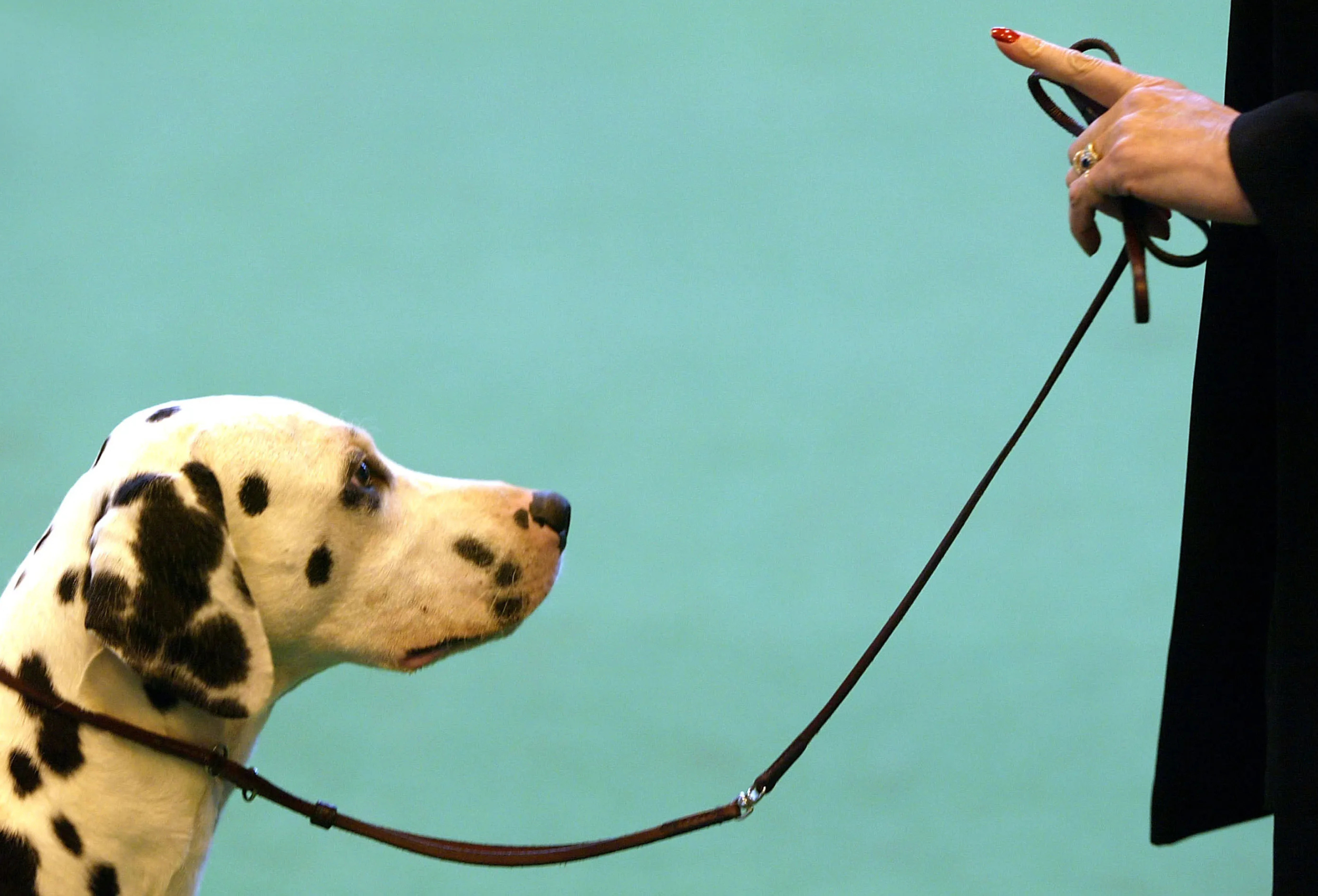 Beginner’s Guide to Leash Laws in Georgia Rules, Benefits & Tips