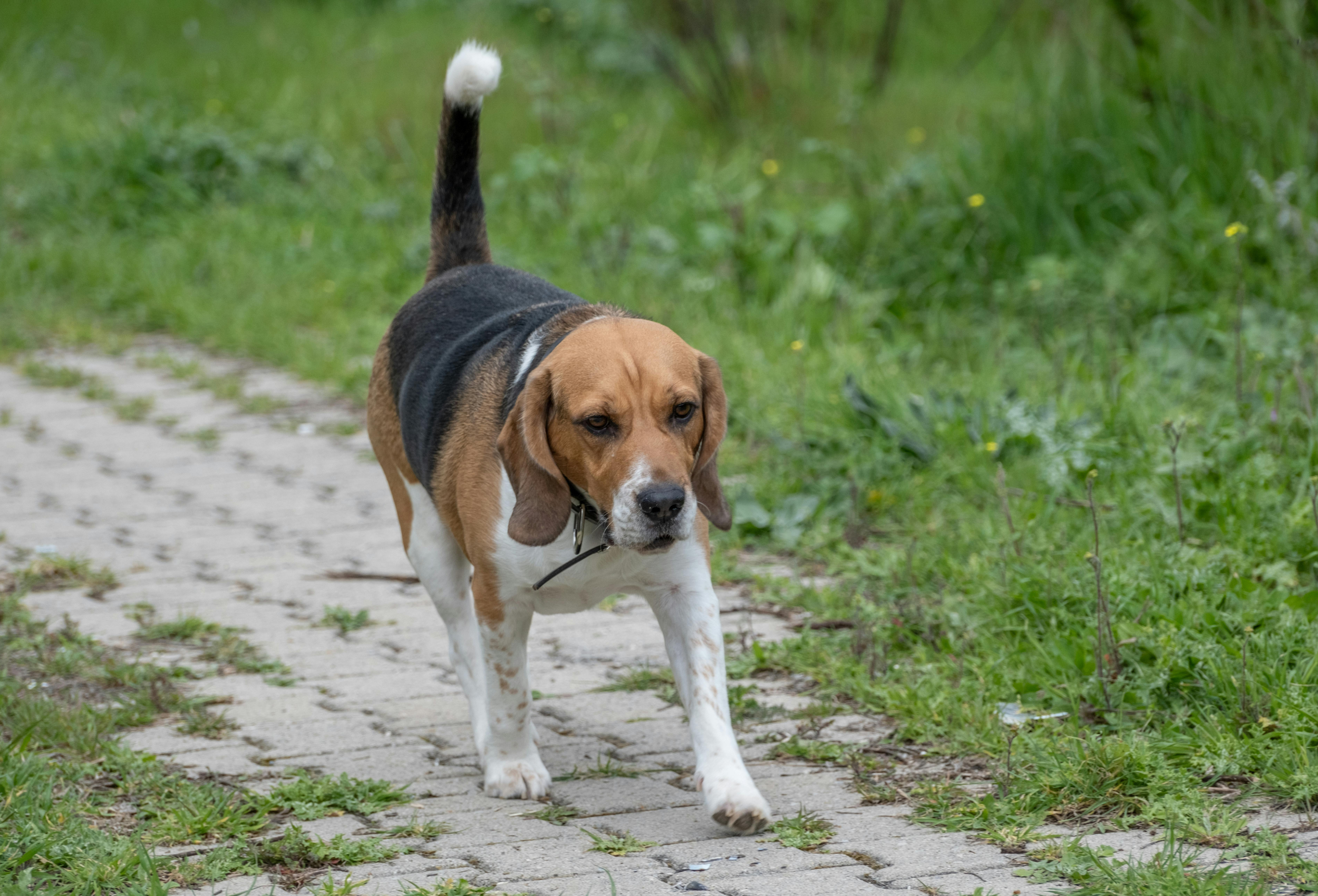 Florida Leash Law: Rules Every Dog Owner Must Know
