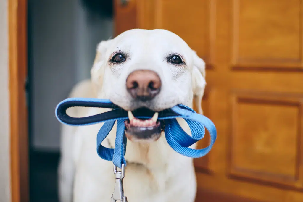 leash law in ga