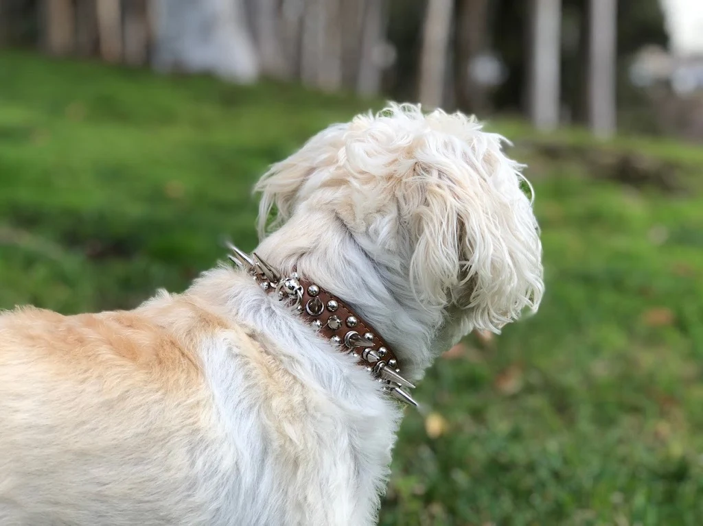 dog leash spike