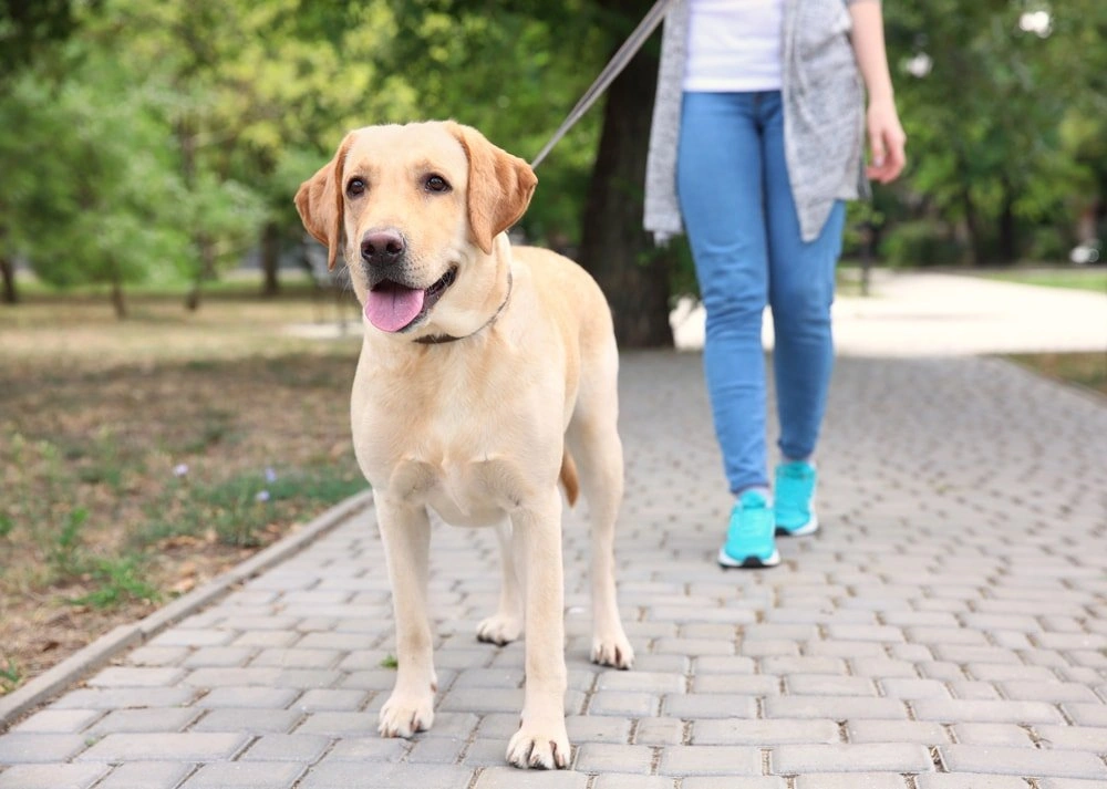 Dog Leash Laws in Texas: Rules, Benefits & Tips