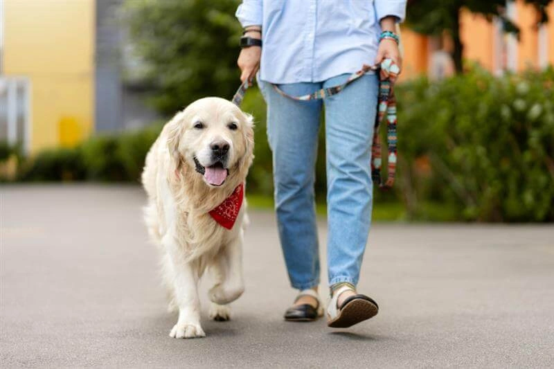 leash law in texas