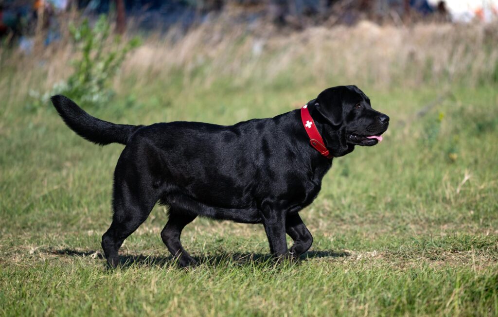 florida dog leash laws