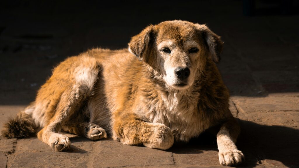 is there a leash law in alabama