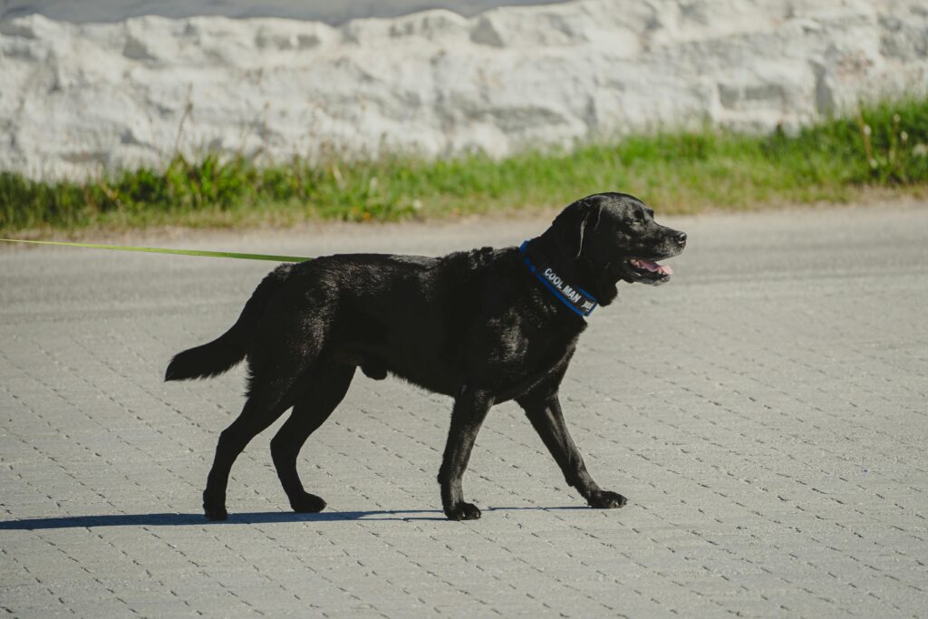 florida leash law