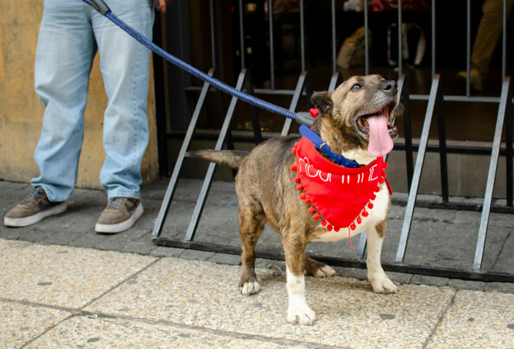 nh dog leash laws