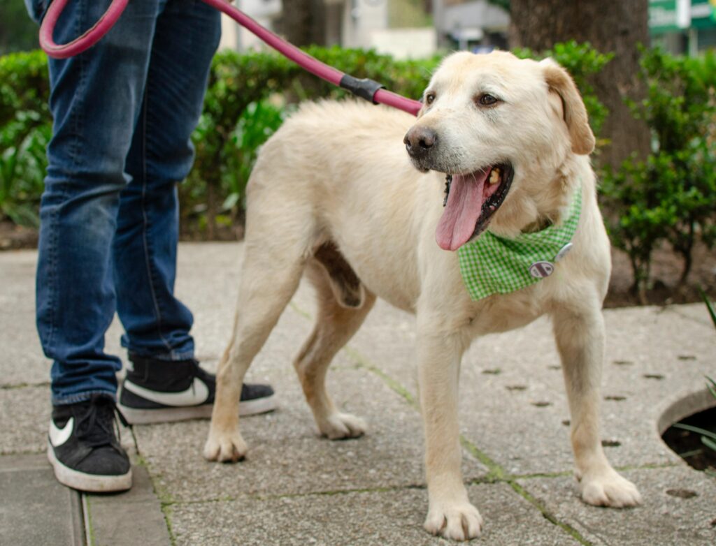 pa leash law for dogs
