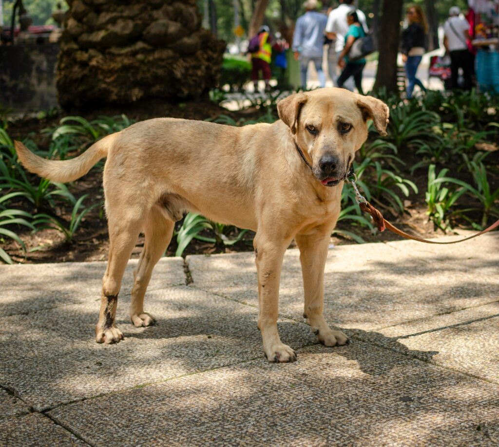 leash law pa