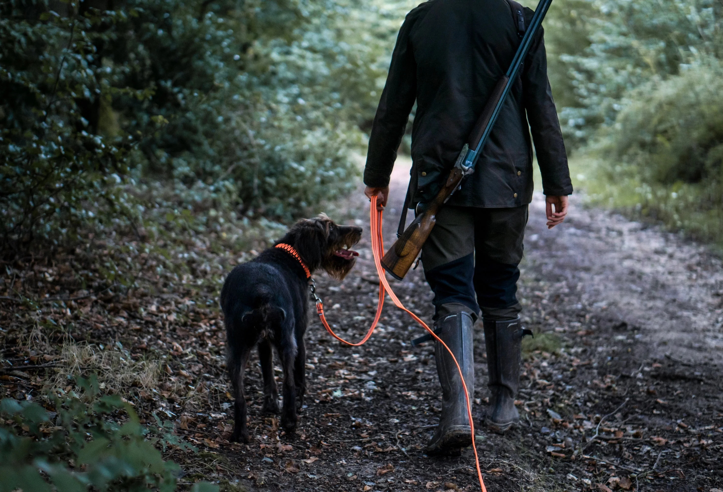 Beginner’s Guide to Michigan Leash Law: Benefits, Rules & Tips