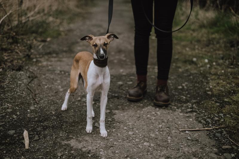 michigan leash laws for dogs