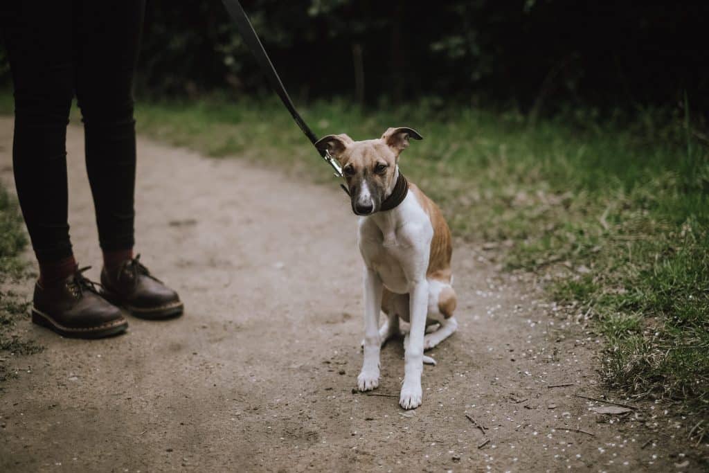 is there a leash law in michigan